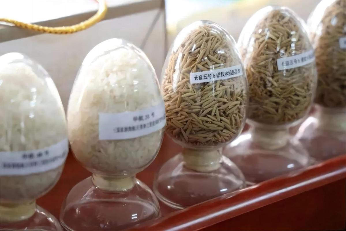 航天育种 当种子飞越星辰，回归大地的农业革命